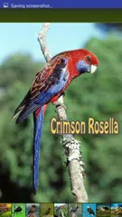 Baixar Bird Sounds APK