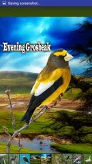 Baixar Bird Sounds APK