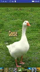 Baixar Bird Sounds APK