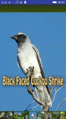 Baixar Bird Sounds APK