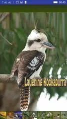 Baixar Bird Sounds APK