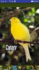 Baixar Bird Sounds APK