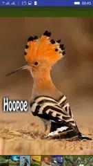 Baixar Bird Sounds APK