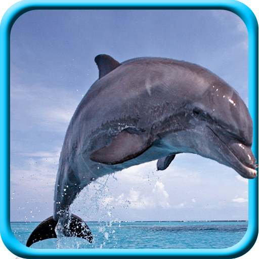 Dolphin Live Wallpaper