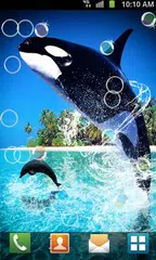 Dolphin Live Wallpaper APK Herunterladen