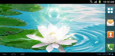 Lotus Live Wallpaper