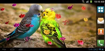 Love Birds Live Wallpaper