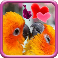 Love Birds Live Wallpaper APK download