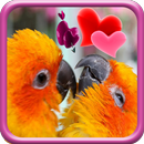 Love Birds Live Wallpaper-APK