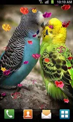 Love Birds Live Wallpaper APK download