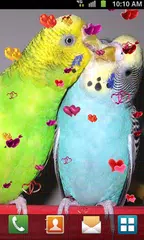 Love Birds Live Wallpaper APK download