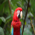 Video Animals 4K free