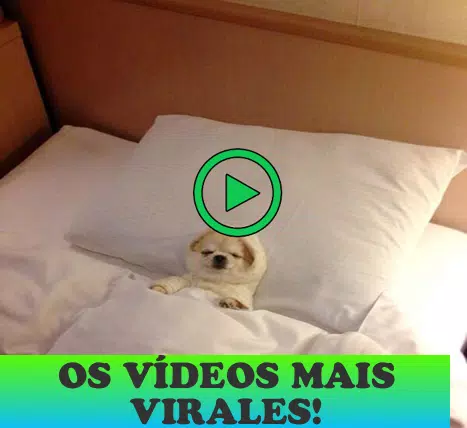 Videos engraçados para rir