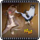 FUNNY VIDEOS ไอคอน