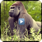 Animal documentaries online icon