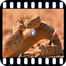 Film dokumenter tentang gurun  APK