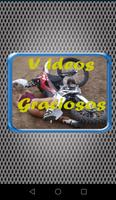 Videos Graciosos Poster
