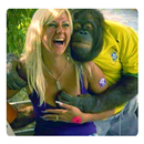 FUNNY VIDEOS APK