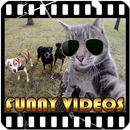 Funny videos APK