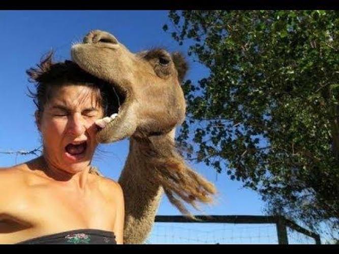 Funny viral videos 2019 APK for Android Download Funny viral videos 2019 APK for Android Download