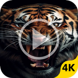 Video Wallpaper For Samsung S