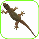 Lizard Fall aplikacja