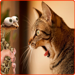 Funny Videos - Try not laugh 2019