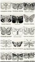 Vintage Butterfly Images capture d'écran 3