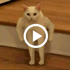 Kit Kot : Funny Cat Videos icône