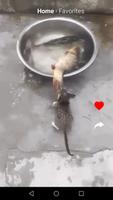 Kit Kot : Funny Cat Videos capture d'écran 3