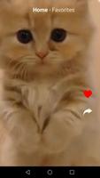 Kit Kot : Funny Cat Videos capture d'écran 2