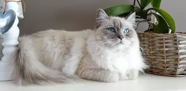 Cat Wallpaper & Cute Kitten HD