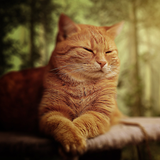 Cat Wallpaper & Cute Kitten HD icône