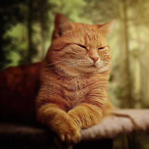 猫の壁紙 4K & HD