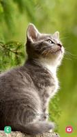 Cat Wallpaper & Cute Kitten HD اسکرین شاٹ 1