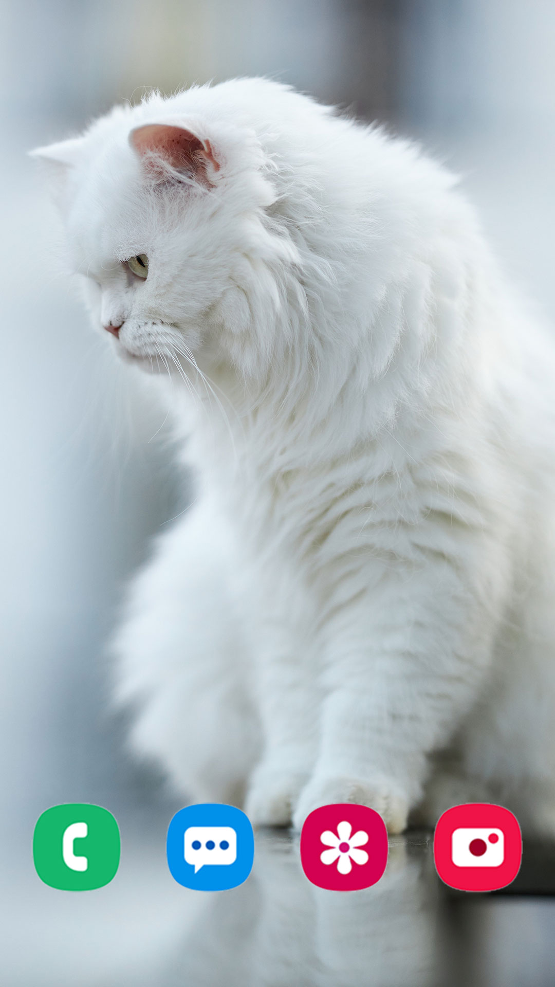 Cat Wallpaper APK  for Android – Download Cat Wallpaper APK Latest  Version from 