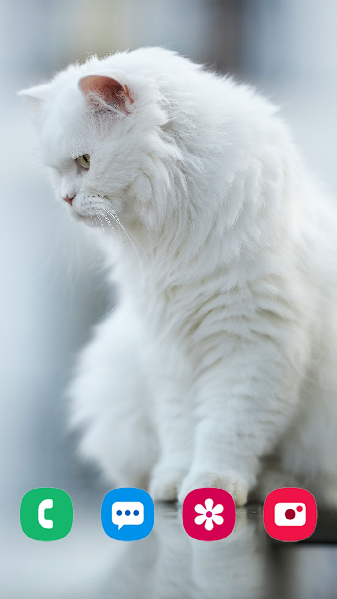 Cat Wallpaper APK for Android – Download Cat Wallpaper APK Latest Version from Cat Wallpaper APK for Android – Download Cat Wallpaper APK Latest Version from
