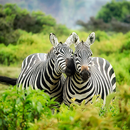 Animal Wallpapers APK