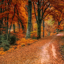 Autumn Wallpaper & Nature HD APK