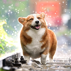 Dog Wallpaper & Cute Puppy HD icon