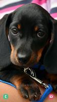 Dog Wallpapers تصوير الشاشة 1