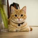 Kitten Wallpaper & Cute Cat HD APK