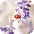 Nature Wallpapers