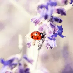 Nature Wallpapers Icon