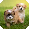 Puppy Wallpapers HD