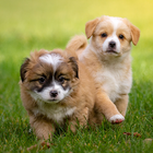 Puppy Wallpaper & Cute Dog HD 图标