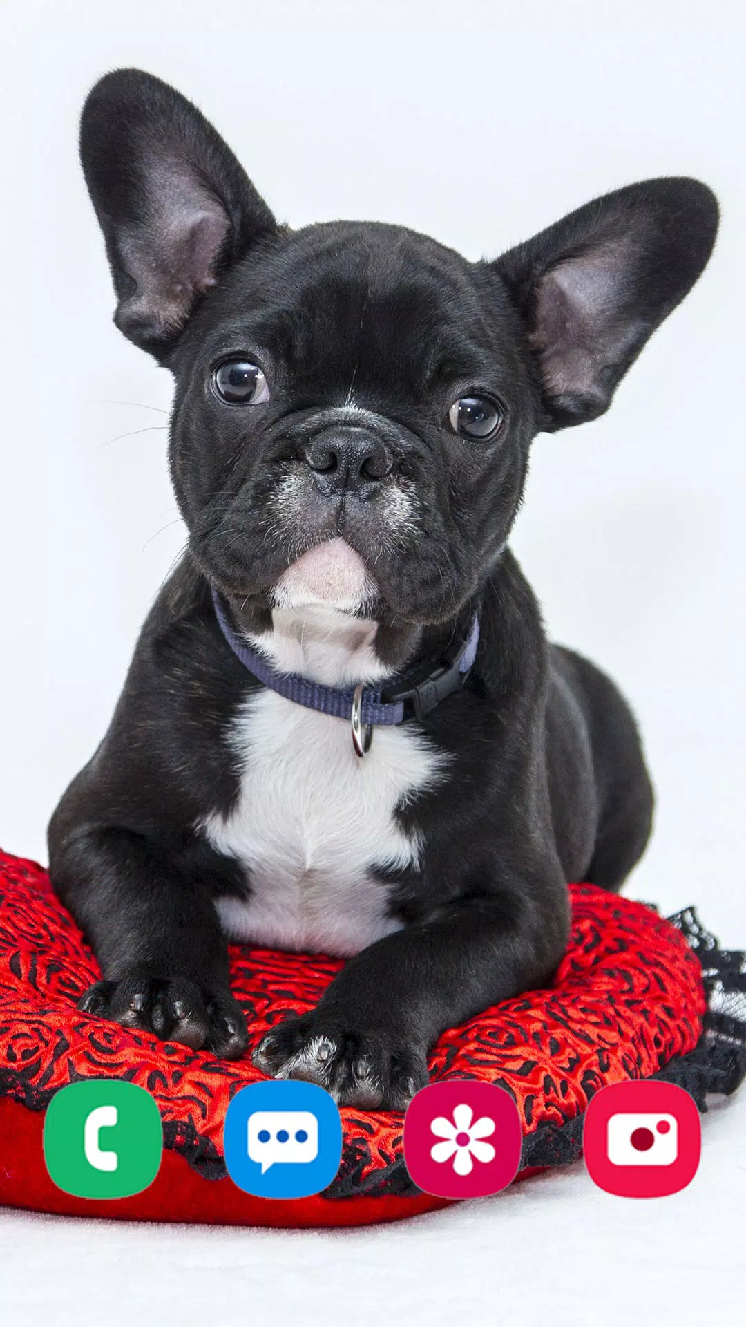 Bulldog Puppy Wallpaper Hd