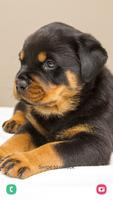 Puppy Wallpaper & Cute Dog HD الملصق
