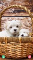 Puppy Wallpaper & Cute Dog HD تصوير الشاشة 2