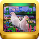 Oiseau Sonneries APK